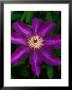 Clematis The President (Travellers Joy), Early Large Flowered Climber, Large Purple Flower by Mark Bolton Limited Edition Print