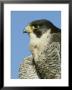 Peregrine Falcon, Close-Up Portrait Of Adult Male, Uk by Mark Hamblin Limited Edition Print