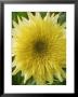 Helianthus Annuus, Starburst Lemon Aura, September by Chris Burrows Limited Edition Pricing Art Print