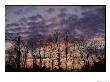 Twilight Sky Over A Grove Of Trees by Vlad Kharitonov Limited Edition Print