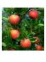 Ripe Apples On A Tree At The Apple Farm, Anderson Valley, Mendocino, California, Usa by Wes Walker Limited Edition Print
