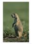 A Prairie Dog (Cynomys Sp.) Scans Its Territory For Predators by Michael Melford Limited Edition Pricing Art Print