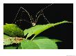 A Daddy-Long-Legs Spider Walks Across A Leaf by Brian Gordon Green Limited Edition Pricing Art Print