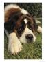 Portrait Of A Sad-Eyed Saint Bernard Dog by Steve Winter Limited Edition Print