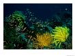Small Fishes Swim Amongst Corals And Crinoids On A Reef by Wolcott Henry Limited Edition Print