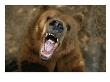 A Trained Kodiak Bear With Its Mouth Open Wide In A Roar by Joel Sartore Limited Edition Print