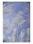 Snow-Covered Trees by Vlad Kharitonov Limited Edition Pricing Art Print