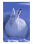 A Portrait Of An Arctic Hare by Paul Nicklen Limited Edition Print