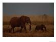 Juvenile And Adult African Elephants Moving Through The Grass by Beverly Joubert Limited Edition Print