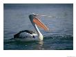 Pelican With Its Mouth Open by Nick Caloyianis Limited Edition Print