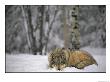 Gray Wolf In The New-Fallen Snow At The International Wolf Center by Joel Sartore Limited Edition Print