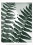 Fern Detail Ii by Boyce Watt Limited Edition Print