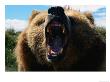 Looking Down The Roaring Mouth Of A Grizzly Bear (Ursus Arctos) Alaska, Usa by Mark Newman Limited Edition Print