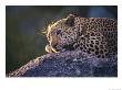 Close View Of A Leopard Sunning Himself On A Rock In South Africa by Kim Wolhuter Limited Edition Print