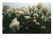 Cotton Grass Grows On Bolshoy Shantar Island by Klaus Nigge Limited Edition Print