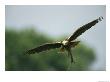 Raptor In Flight With Nest Building Material In Its Talons by Klaus Nigge Limited Edition Print