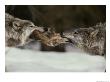 Two Gray Wolves Tussle For A Scrap Of Elk Hide by Jim And Jamie Dutcher Limited Edition Print
