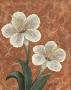 Peach Scroll Flowers Ii by Maria Girardi Limited Edition Print