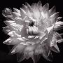 White Dahlia Ii by Caroline Kelly Limited Edition Print