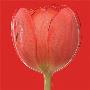 Red Tulip by Jan Lens Limited Edition Pricing Art Print