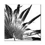 Black And White Palm I by Jason Johnson Limited Edition Pricing Art Print