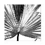 Black And White Palm Iii by Jason Johnson Limited Edition Pricing Art Print