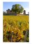 Vineyard View Of Chateau De Pierreclos, Burgundy, France by Lisa S. Engelbrecht Limited Edition Print