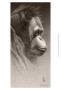 Jo-Jo, The Orangutan by Robert L. Caldwell Limited Edition Print