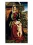 The Virgin And Child, 1509 by Hans Burgkmair Limited Edition Print
