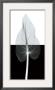 Calla Leaf Ii by Steven N. Meyers Limited Edition Print