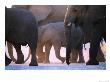 Elephants (Loxodonta Africana), Bwabwata National Park, Namibia by Andrew Parkinson Limited Edition Print