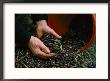 Olives Are Harvested For Olive Oil Production by Ira Block Limited Edition Print