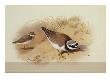A Little Ringed Plover by Archibald Thorburn Limited Edition Print