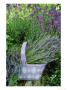 Herb Still Life With Lavender (Lavandula Officinalis) In Mauve Basket Against L. Hidcote In Garde by Linda Burgess Limited Edition Print