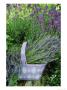 Herb Still Life With Lavender (Lavandula Officinalis) In Mauve Basket Against L. Hidcote In Garde by Linda Burgess Limited Edition Print