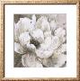 Peonies Blanche Ii by Liv Carson Limited Edition Print