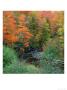 Trees With Fall Foliage Near River by Karl Neumann Limited Edition Print