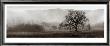 Meadow Oak Tree by Alan Blaustein Limited Edition Print
