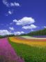 Multicolored Flowers In Field by Fujitashyouji Limited Edition Print