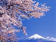 Cherry Blossoms With Mt. Fuji In Background by Michihiko Kanegae Limited Edition Print