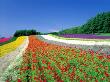 Field Of Colorful Flowers by Masataka Fukasawa Limited Edition Print