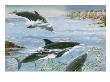 Rough Toothed Dolphins Swim Toward Octopi by National Geographic Society Limited Edition Print