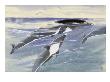 The Right Whale Dolphin Has No Dorsal Fin by National Geographic Society Limited Edition Print