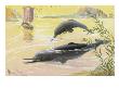 Almost Blind, The Ganges Dolphin Probes For Food With Its Snout by National Geographic Society Limited Edition Pricing Art Print