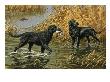 Curly-Coated And Flat-Coated Retrievers Retrieve  Ducks In A Marsh by National Geographic Society Limited Edition Print