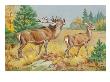 This Painting Depicts Two European Red Deer In A Forest by National Geographic Society Limited Edition Pricing Art Print