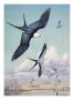 Three Swallow-Tailed Kite Birds Soar Over Southern Swamp Land by National Geographic Society Limited Edition Print