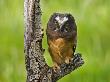 Northern Saw-Whet Owl (Aegolius Acadicus), Bc Grasslands by Chris Harris Limited Edition Pricing Art Print