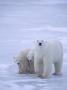 Mother Polar Bear (Ursus Maritimus) With Cubs, Churchill, Manitoba by Grambo Limited Edition Print