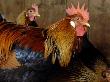 Three Roosters, Riverdale Farm, Toronto, Ontario by Brian Summers Limited Edition Print